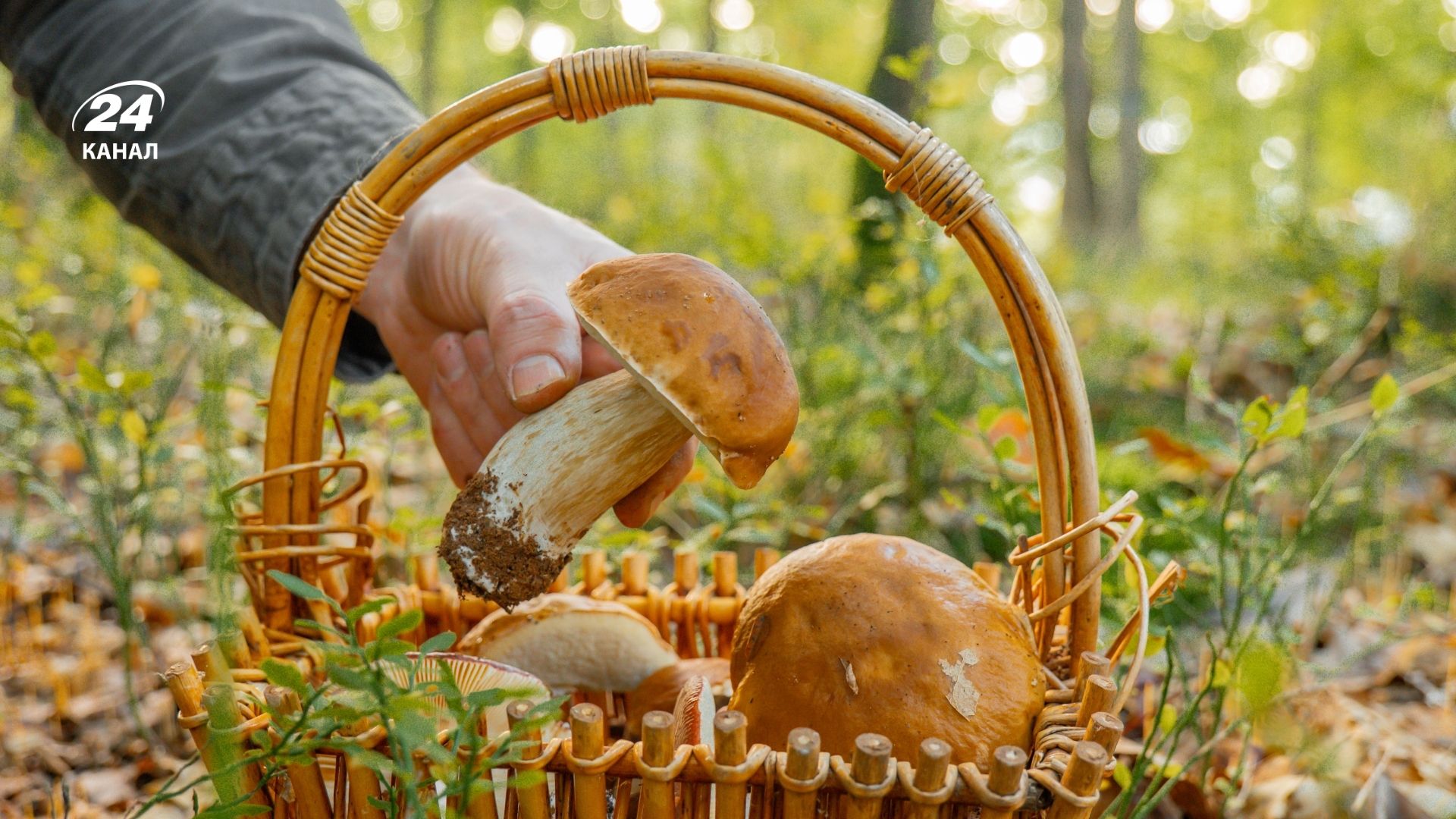 Збирання грибів у лісі