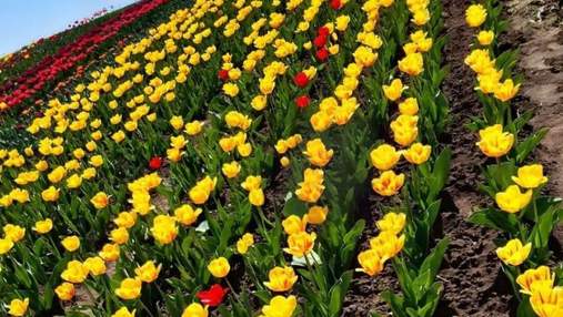 Ще одна квітуча локація: на Хмельниччині розквітло тюльпаново-нарцисове поле – мальовничі фото
