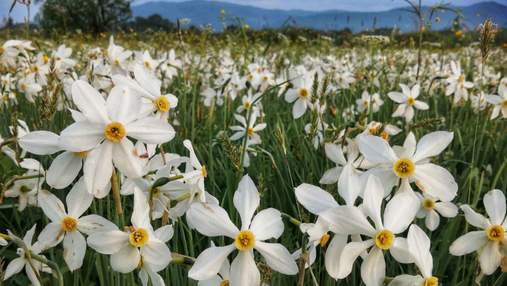 Ще одна квітуча локація: на Закарпатті почалося масове цвітіння Долини нарцисів – фото